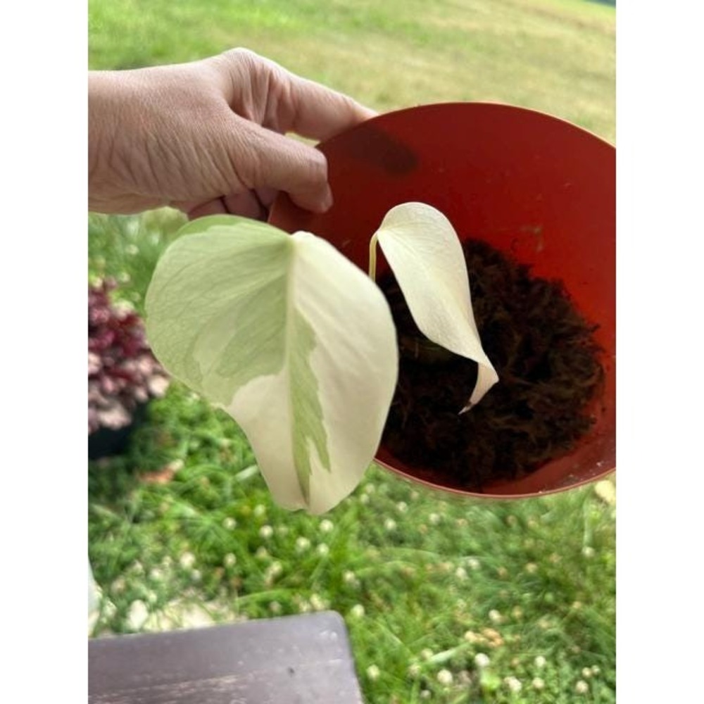 Monstera Albo Variegated – Exact Live Rooted Plant - US Seller - #12